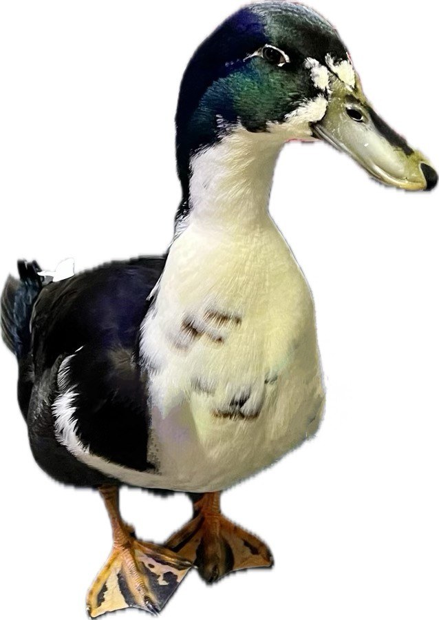 Photo of the real Biskit