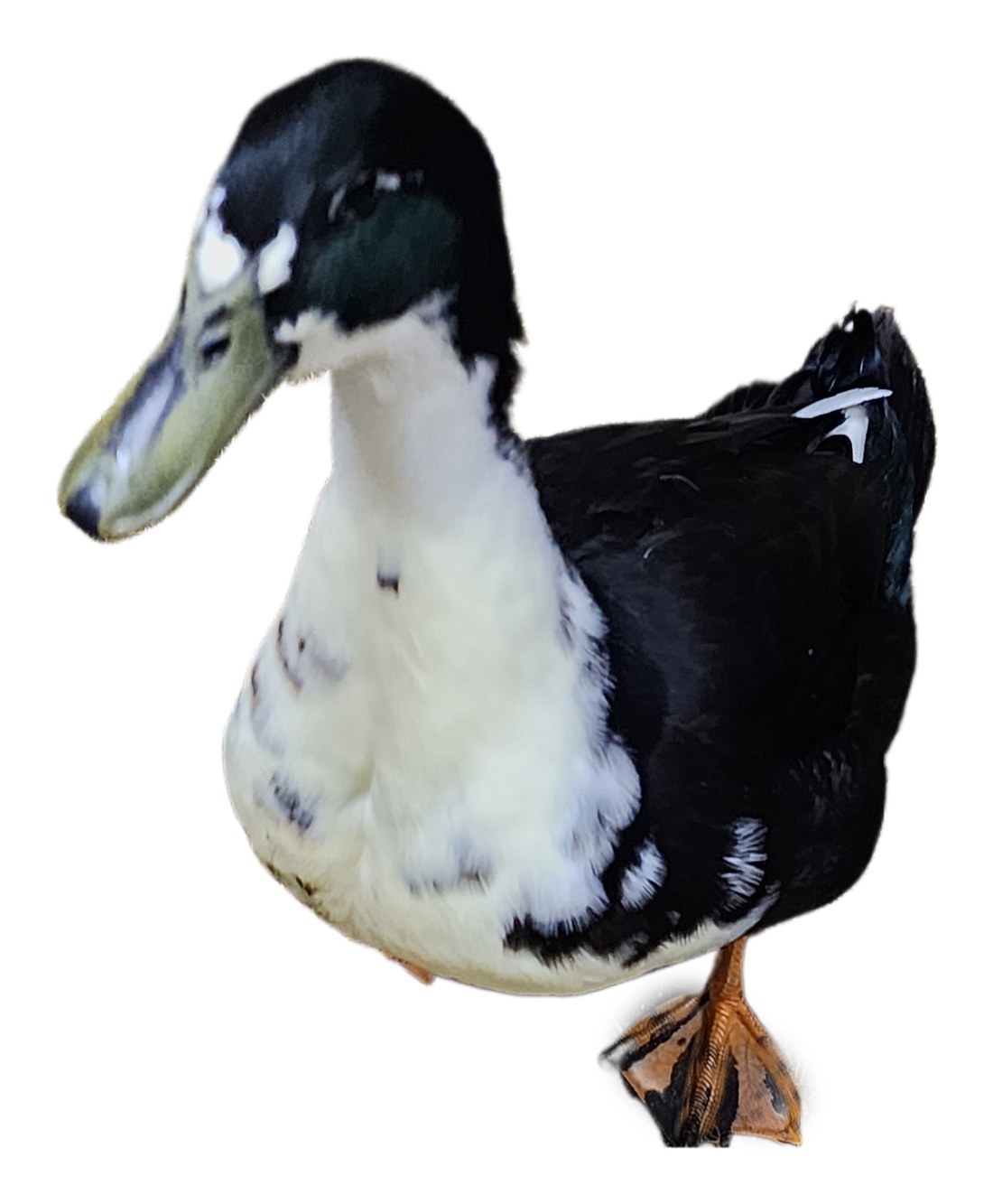 Photo of the real Biskit
