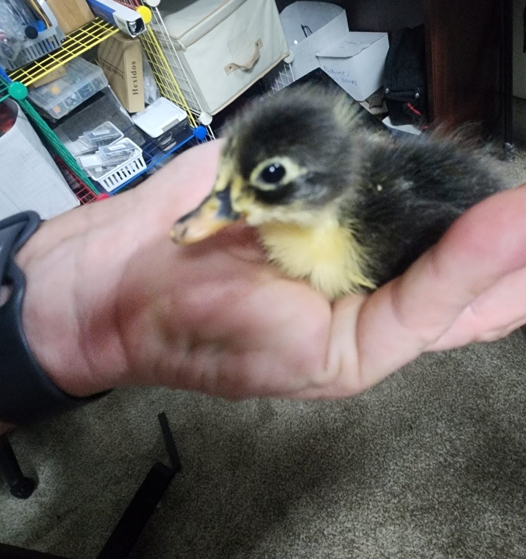 Biskit as a black and yellow duckling, held in a cupped hand