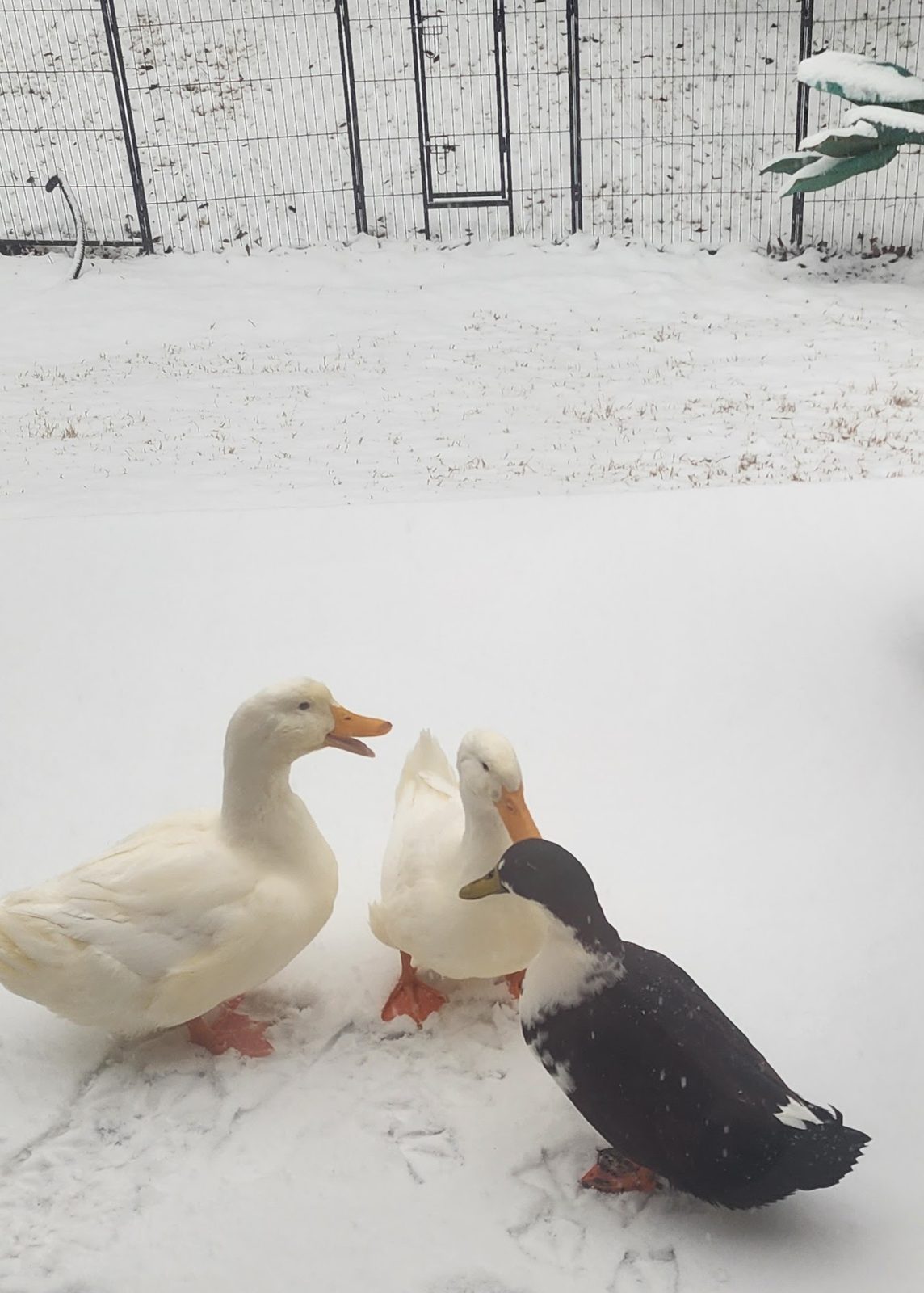 Biskit, Lois and Quacksmire standing together in fresh snow